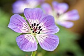 GERANIUM SWEET HEIDY