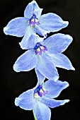 DELPHINIUM VOLKERFREIDEN