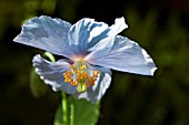 MECONOPSIS BETONICIFOLIA