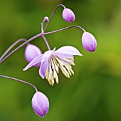 THALICTRUM DELAVAYI