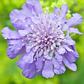 SCABIOUS BUTTERFLY BLUE BEAUTY