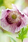 PAPAVER SOMNIFERUM