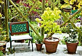 PATIO AREA YOUNG NEW FOLIAGE OF ACER SHIRASAWANUM JORDAN