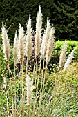 CORTADERIA SELLOANA SUNNINGDALE SILVER