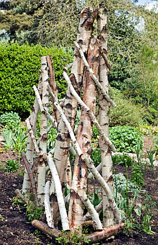 LARGE_RUSTIC_PYAMID_MADE_FROM_WHITE_BIRCH_TREES_IN_THE_DOROTHY_CLIVE_GARDEN