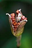 DETAIL OF SEEDHEAD