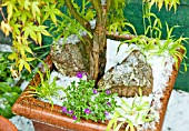 TERRACOTTA POT WITH ACER PALMATUM KATSURA  HIGH MEADOW GARDEN AFTER HAIL STORM IN LATE SPRING