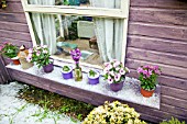 SUMMER HOUSE WINDOWSILLL WITH OSTEOSPERMUM AT HIGH MEADOW GARDEN AFTER HAIL STORM IN LATE SPRING