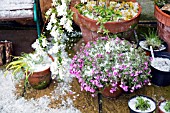 PERENNIALS IN TERRACOTTA CONTAINERS ON PATIO AREA IN HIGH MEADOW GARDEN AFTER HAIL STORM IN LATE SPRING