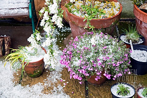 PERENNIALS_IN_TERRACOTTA_CONTAINERS_ON_PATIO_AREA_IN_HIGH_MEADOW_GARDEN_AFTER_HAIL_STORM_IN_LATE_SPR