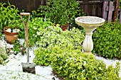 YOUNG FOLIAGE OF MATURE EVERGREEN SHRUBS BIRD BATH COVERED IN HAIL STONES IN HIGH MEADOW GARDEN AFTER HAIL STORM IN LATE SPRING