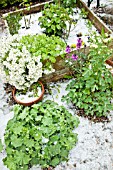 RAISED BED WITH YOUNG PLANTS AFTER HAIL STORM IN LATE SPRING