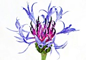 CENTAUREA MONTANA