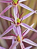 ALLIUM DETAIL OF THE STAR LIKE FLOWERS