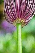 ALLIUM DETAIL FLOWER STEMS