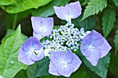 HYDRANGEA MACROPHYLLA TELLER BLUE