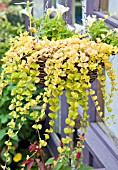 HANGING BASKET WITH LYSIMACHIA