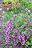 PETUNIA SURFINIA PINK VEIN