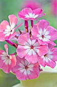 PHLOX PANICULATA VOLCANO PINK