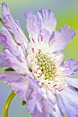 SCABIOSA CLIVE GREAVES