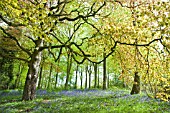 DECIDOUS WOODLAND WITH ENGLISH BLUEBELLS AND BEECH TREES IN LATE SPRING