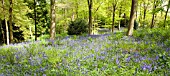 DECIDOUS WOODLAND WITH ENGLISH BLUEBELLS AND BEECH TREES IN LATE SPRING