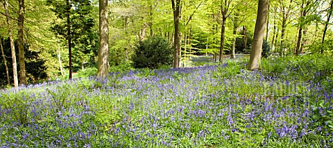 DECIDOUS_WOODLAND_WITH_ENGLISH_BLUEBELLS_AND_BEECH_TREES_IN_LATE_SPRING