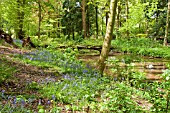 DECIDOUS WOODLAND WITH ENGLISH BLUEBELLS AND BEECH TREES IN LATE SPRING