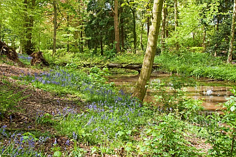 DECIDOUS_WOODLAND_WITH_ENGLISH_BLUEBELLS_AND_BEECH_TREES_IN_LATE_SPRING