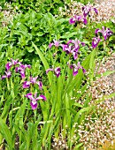 IRIS AND SAXIFRAGA IN BORDER