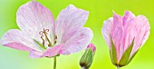 PALE PINK GERANIUM