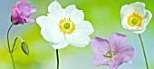 ANEMONE SYLVESTRIS AND PALE PINK GERANIUM