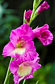 GLADIOLI DEEP PINK