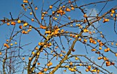 MALUS GOLDEN HORNET