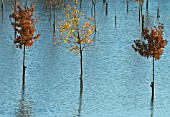 YOUNG TREES SUBMERGED IN FLOOD WATER AFTER HEAVY RAINFALL IN SUMMER AT NATIONAL ABORETUM ALREWAS STAFFORDSHIRE