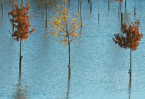 YOUNG_TREES_SUBMERGED_IN_FLOOD_WATER_AFTER_HEAVY_RAINFALL_IN_SUMMER_AT_NATIONAL_ABORETUM_ALREWAS_STA