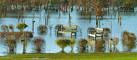 YOUNG_TREES_SHRUBS_AND_WOODEN_BENCHES_SUBMERGED_IN_FLOOD_WATER_AFTER_HEAVY_RAINFALL_IN_SUMMER_AT_NAT