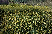 SOLIDAGO AT TRENTHAM GARDENS