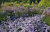 ASTER NOVI-BELGII IN BORDERS IN AUTUMN AT TRENTHAM GARDENS