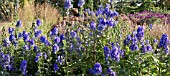 ACONITUM NEWRY BLUE