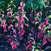 CORNUS WITH STUNNING COLOUR IN AUTUMN