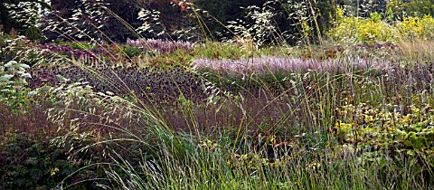 STIPA_GIGANTICA_IN_MIXED_BORDERS_AT_TRENTHAM_GARDENS