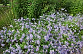 ASTER NOVI-BELGII IN BORDERS IN AUTUMN AT TRENTHAM GARDENS