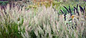 PENNISETUM ORIENTALE IN AUTUMN AT TRENTHAM GARDENS