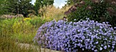 BLUE ASTERS PLANTED EN MASSE IN MIXED BORDERS AT TRENTHAM GARDENS
