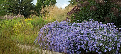 BLUE_ASTERS_PLANTED_EN_MASSE_IN_MIXED_BORDERS_AT_TRENTHAM_GARDENS