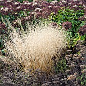 DESCHAMPSIA CESPITOSA GOLDTAU