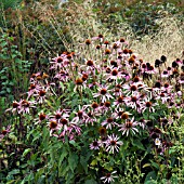 ECHINACEA PURPUREA