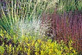 BORDERS IN AUTUMN, ORNAMENTAL GRASSES AND SEEDHEADS AT TRENTHAM GARDENS DESIGNED BY PIET OUDOLF