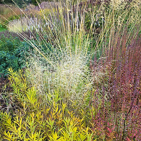 BORDERS_IN_AUTUMN_ORNAMENTAL_GRASSES_AND_SEEDHEADS_AT_TRENTHAM_GARDENS_DESIGNED_BY_PIET_OUDOLF
